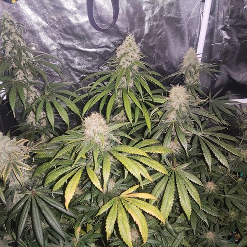 Girl scout cookies 7 growlog timeline photo