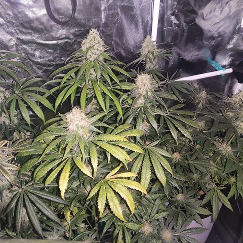 Girl scout cookies 7 growlog timeline photo