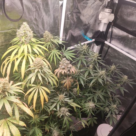 Girl scout cookies 7 growlog timeline photo