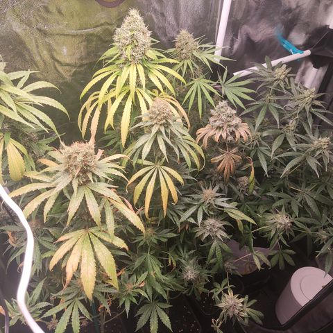 Girl scout cookies 7 growlog timeline photo