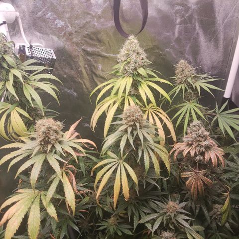 Girl scout cookies 7 growlog timeline photo