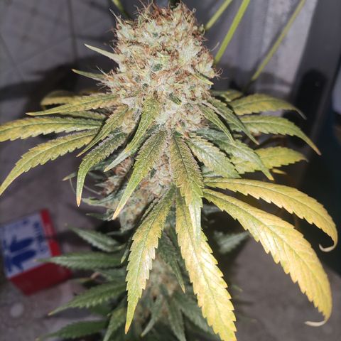 Apex Critical X 2 growlog timeline photo