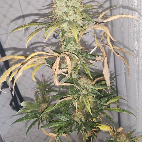 Apex Critical X 1 growlog timeline photo