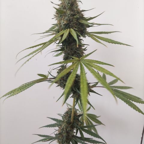 Critical CBD GB 3 growlog timeline photo