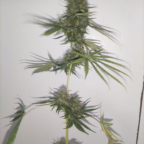 Critical CBD GB 3 growlog timeline photo