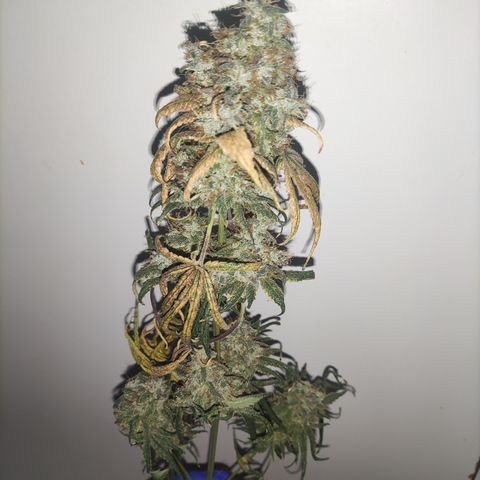 Girl scout cookies 6 growlog timeline photo