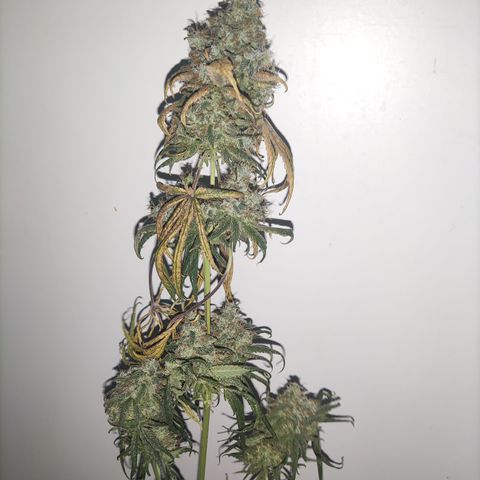 Girl scout cookies 6 growlog timeline photo