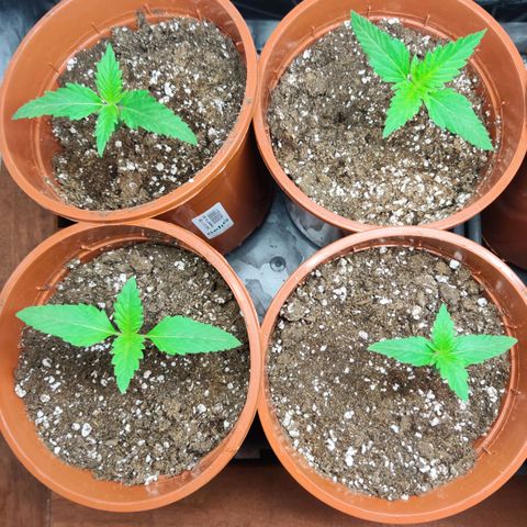 Laughing Buddha growlog timeline photo
