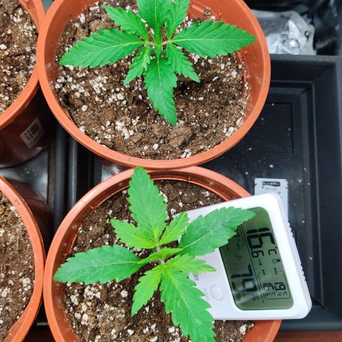 White Widow growlog timeline photo