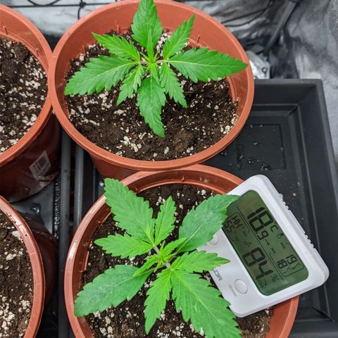 White Widow growlog timeline photo
