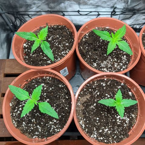 Laughing Buddha growlog timeline photo