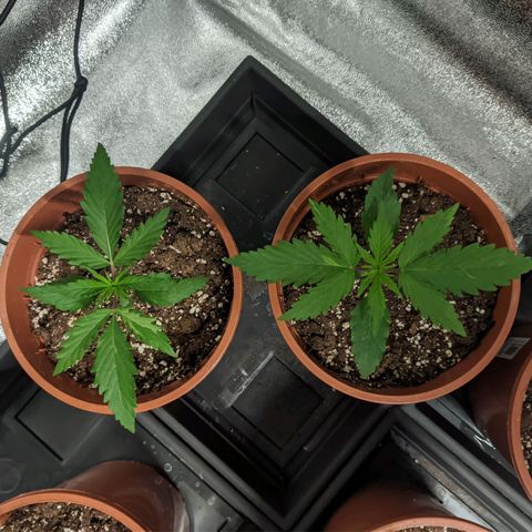 White Widow growlog timeline photo