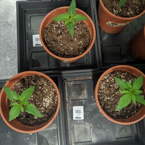 Laughing Buddha growlog timeline photo