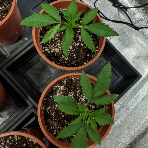 White Widow growlog timeline photo