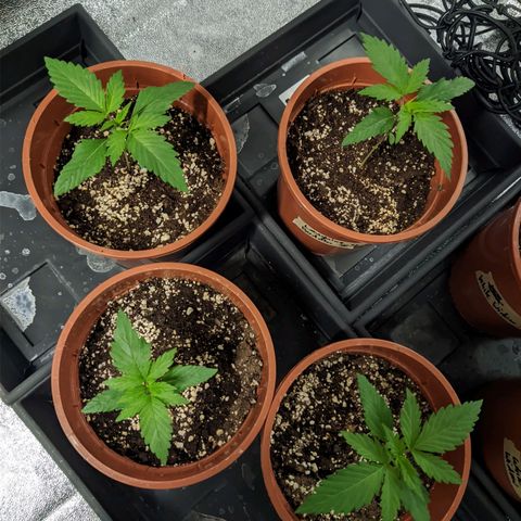 Laughing Buddha growlog timeline photo