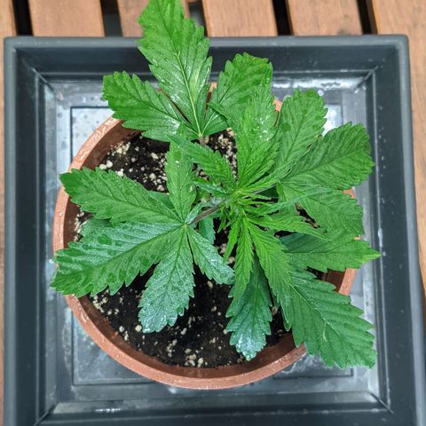 White Widow growlog timeline photo