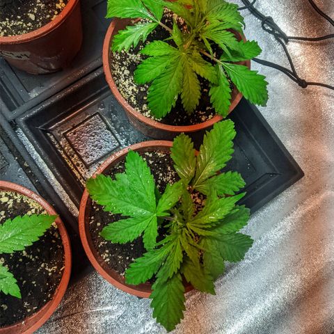 White Widow growlog timeline photo