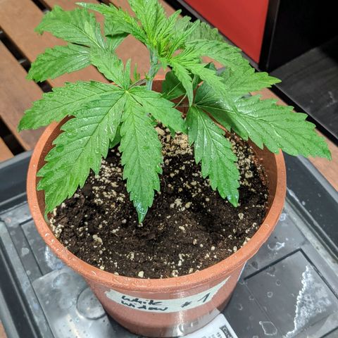 White Widow growlog timeline photo