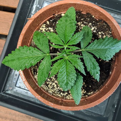 Laughing Buddha growlog timeline photo