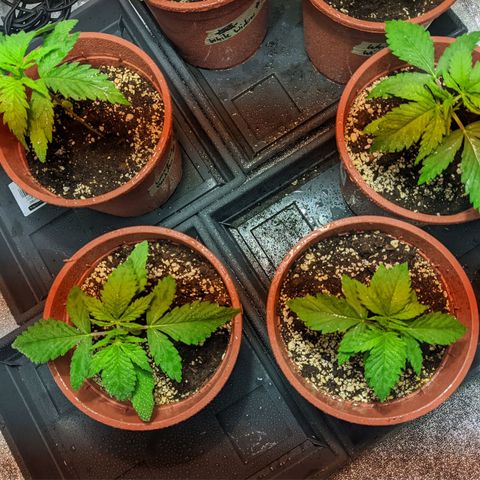Laughing Buddha growlog timeline photo