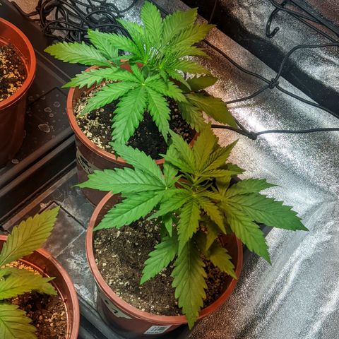 White Widow growlog timeline photo