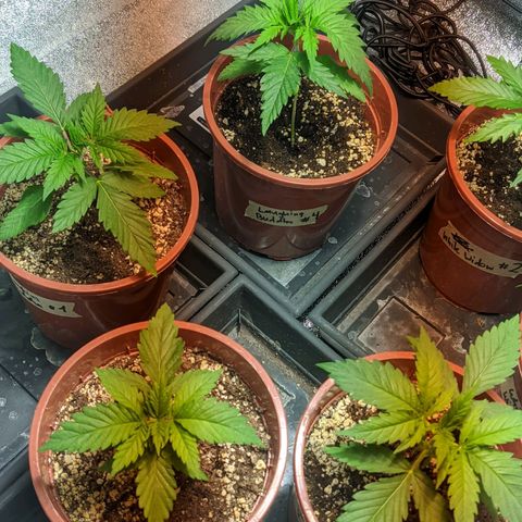 Laughing Buddha growlog timeline photo