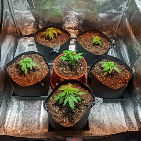 Laughing Buddha growlog timeline photo