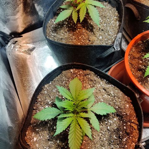 Laughing Buddha growlog timeline photo