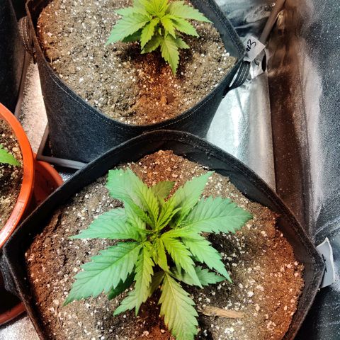 Laughing Buddha growlog timeline photo