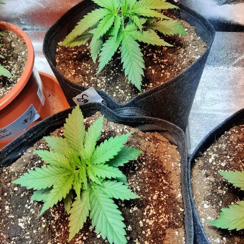 Laughing Buddha growlog timeline photo