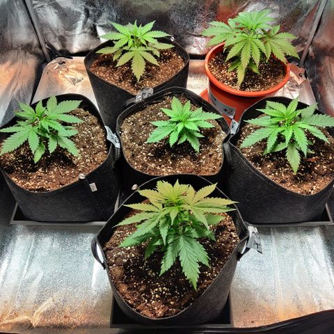 Laughing Buddha growlog timeline photo