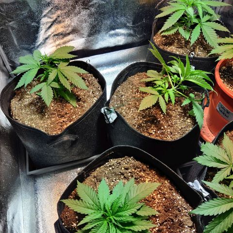Laughing Buddha growlog timeline photo