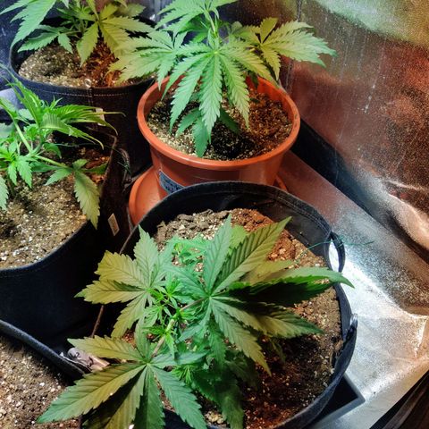 White Widow growlog timeline photo