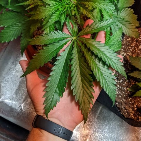 Laughing Buddha growlog timeline photo