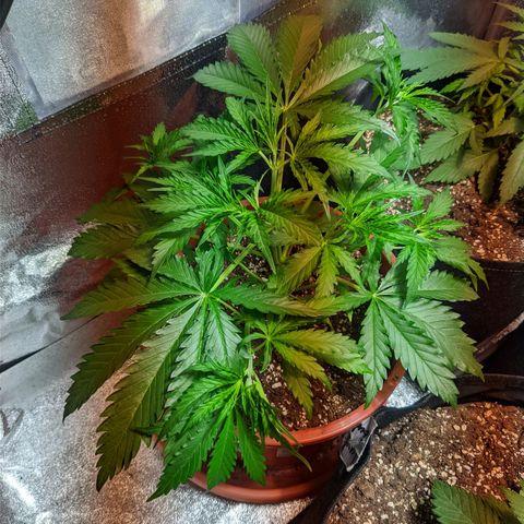 White Widow growlog timeline photo
