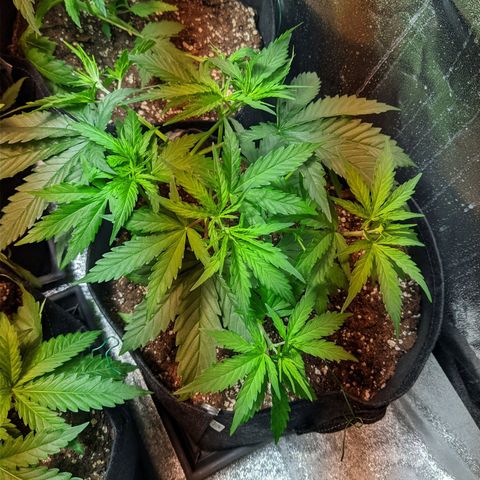 White Widow growlog timeline photo