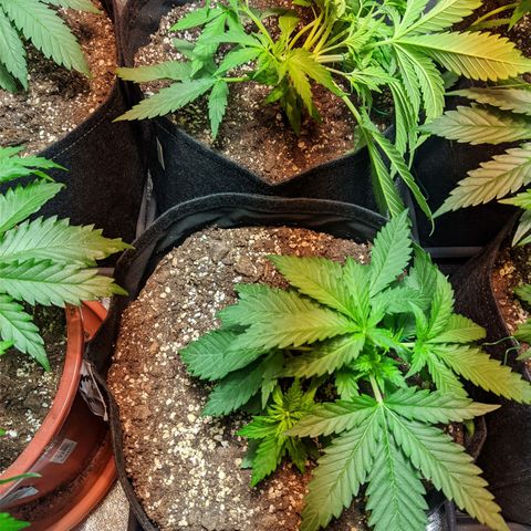 Laughing Buddha growlog timeline photo