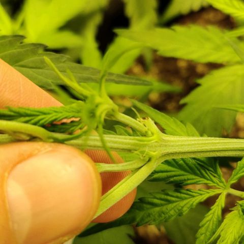 White Widow growlog photo: Early flowers