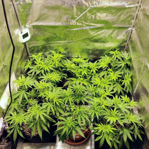 Laughing Buddha growlog timeline photo