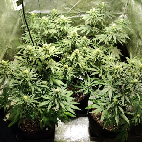 Laughing Buddha growlog timeline photo