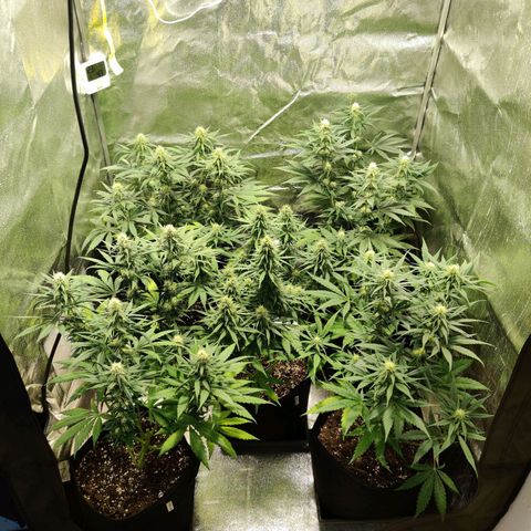 Laughing Buddha growlog timeline photo