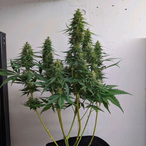 White Widow growlog timeline photo