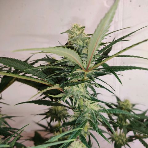 Laughing Buddha growlog timeline photo
