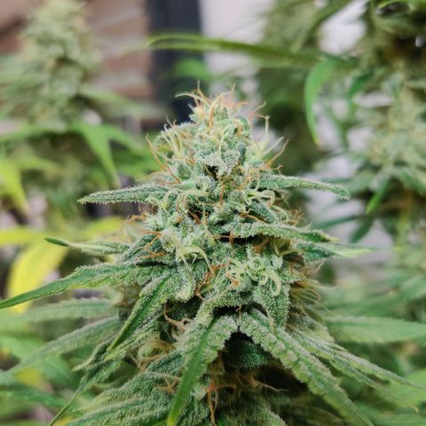 Laughing Buddha growlog timeline photo