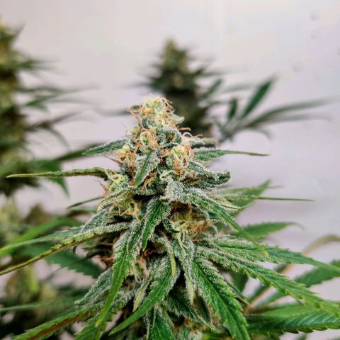 Laughing Buddha growlog timeline photo