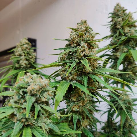 Laughing Buddha growlog timeline photo