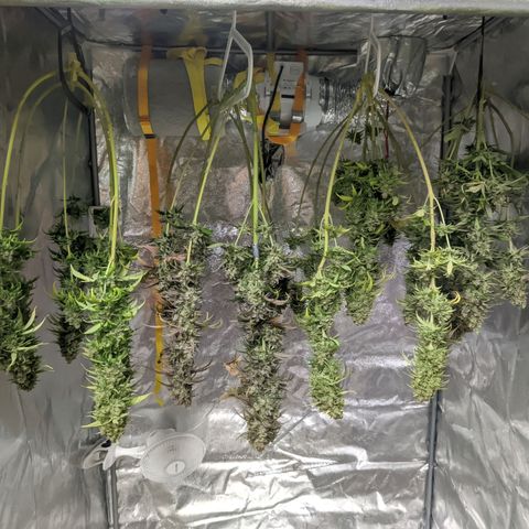 Laughing Buddha growlog timeline photo