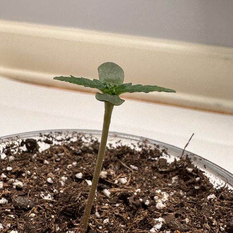 Forum Stomper growlog photo: Introduced 100umol of light. 