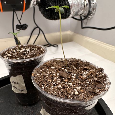 Fugue State growlog photo: Introduced 100umol of light. 