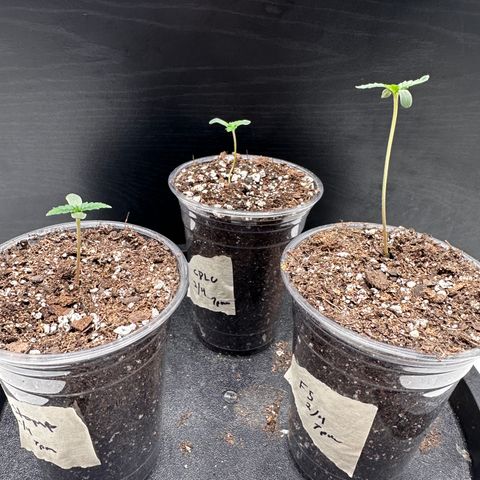 Fugue State growlog timeline photo